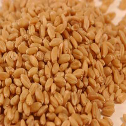 Wheat Bansi A1 Premium ZBNF