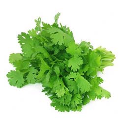 Coriander कोथिंबीर